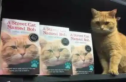 还在寻找治愈系猫奴天堂?遇见你的猫国际版》让你体验多语言互动养成! 还在寻找治愈系猫奴天堂?遇见你的猫国际版》让你体验多语言互动养成!