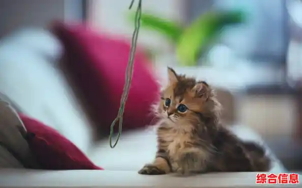 想挑战找猫乐趣?我的猫咪在哪儿》等你来玩! 想挑战找猫乐趣?我的猫咪在哪儿》等你来玩!