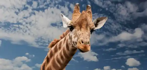 谁能拒绝一只会伸缩脖子的鹿？非常普通的鹿正版手游》等你来挑战！