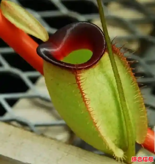 白苹果,白苹果叫什么水果