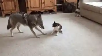 植物英雄保卫家园僵尸来袭手机版大作战/植物大战僵尸之保卫家园