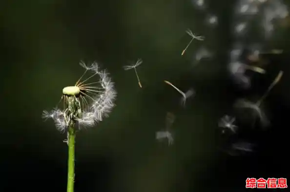 想和好友一起快乐送货？可靠快递中文版》难道不是最佳选择？