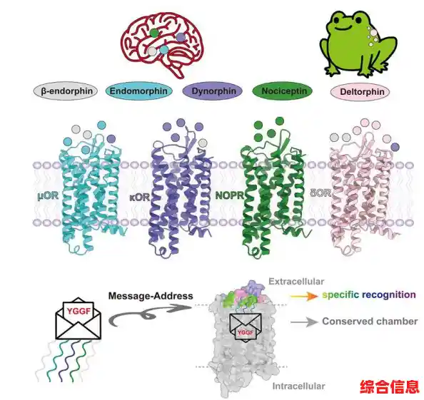 探索电子信箱的基本概念与实际应用场景详解