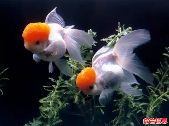 利用Win11暂存文件夹加速系统升级，确保更新流畅与稳定