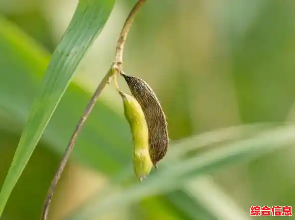 经典玩法+创新系统，植物大战僵尸生态版不来试试？