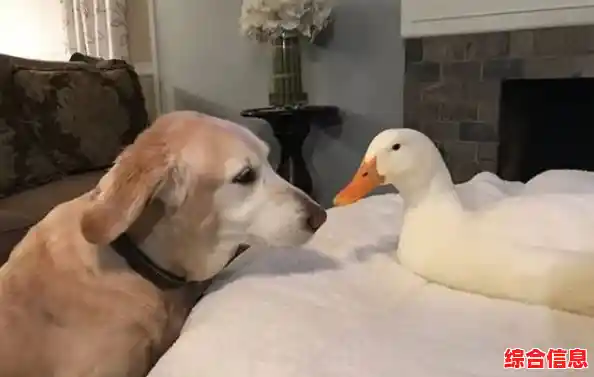 像素小鸭失去生命就得重来？鸭鸭启示录》的硬核陷阱你扛得住？