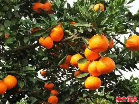 如何让游戏乐趣翻倍？当然是下载植物大战僵尸杂交版2.0！