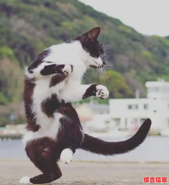 想成为最强的格斗猫咪？快来挑战空手道猫咪(Karatecat)吧！