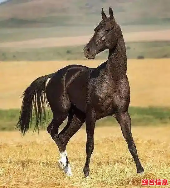 想在《黑色沙漠》快速发育？这些坐骑、金钱和装备攻略你掌握了吗？