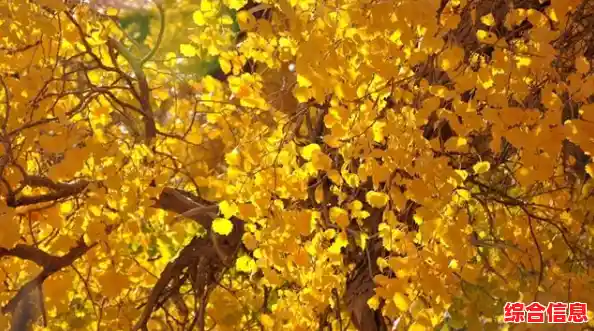 想在《黑色沙漠》快速发育？这些坐骑、金钱和装备攻略你掌握了吗？