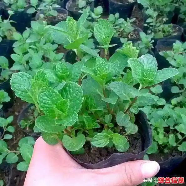 电脑休眠与睡眠_电脑睡眠和休眠区别