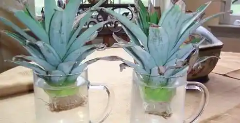 你知道植物娘大战僵尸在原作基础上加入了哪些新关卡吗? 你知道植物娘大战僵尸在原作基础上加入了哪些新关卡吗?