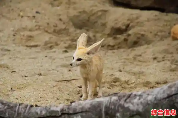 还在寻找类似口袋妖怪的回合制RPG？试试《动物历险记安卓版》吧！