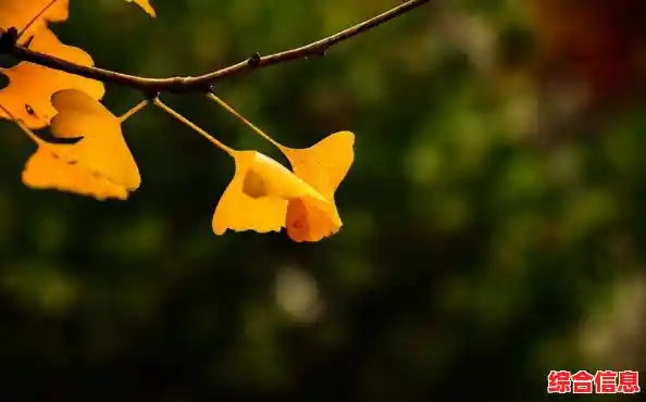 怀念老版本的独特玩法？为何不试试迷你世界怀旧版0.45呢？