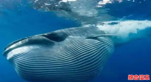 你体验过《动物餐厅》中用小鱼干赚金币,解锁趣味玩法的快乐吗? 你体验过《动物餐厅》中用小鱼干赚金币,解锁趣味玩法的快乐吗?