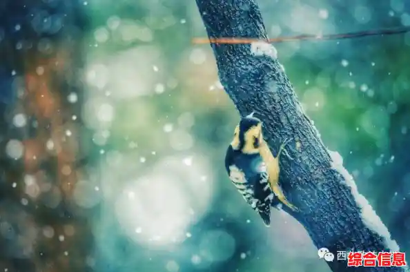 还在寻找心灵慰藉？孤独的鸟儿"让你与小鸟相遇相知！