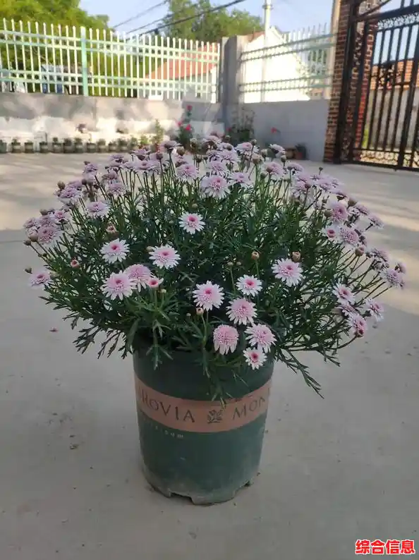 是否还在为游戏难度困扰?超级玛丽无敌版》开启无敌模式,畅玩无忧! 是否还在为游戏难度困扰?超级玛丽无敌版》开启无敌模式,畅玩无忧!