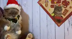 还在寻找打发时间的好游戏？会说话的胡安让你和萌宠对话不无聊！