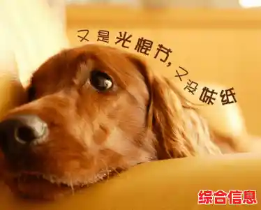 创意十足且简单上手？狐朋狗友》的魅力谁能抵挡？