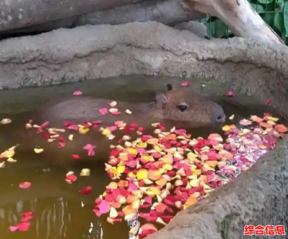 如何经营一家猫咪温泉店？猫咪和汤国际版》告诉你答案！