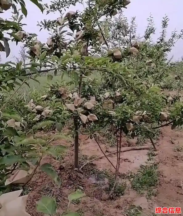 苹果游戏：果园大冒险，挑战你的果实收集技巧与策略极限！