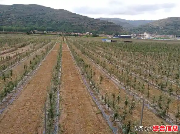 探秘苹果世界:从核心品种到营养功效的深度解析 探秘苹果世界:从核心品种到营养功效的深度解析