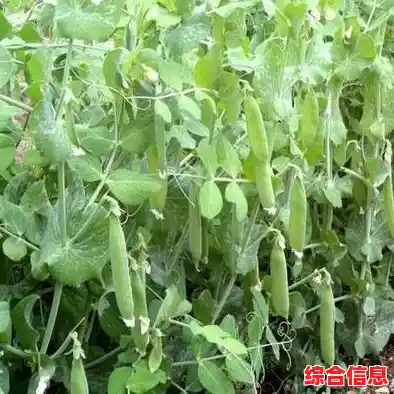 借助豌豆荚手机精灵,轻松实现手机智能化管理,提升日常使用效率 借助豌豆荚手机精灵,轻松实现手机智能化管理,提升日常使用效率