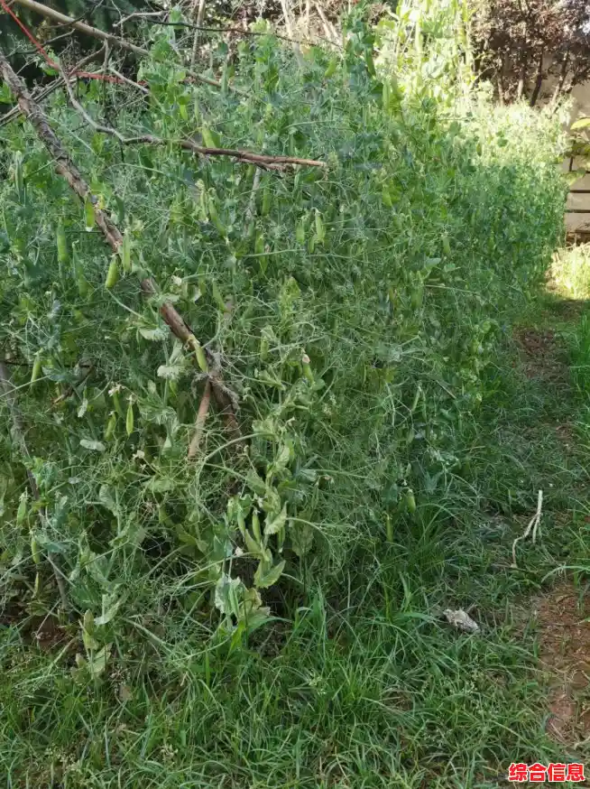 借助豌豆荚手机精灵,轻松实现手机智能化管理,提升日常使用效率 借助豌豆荚手机精灵,轻松实现手机智能化管理,提升日常使用效率