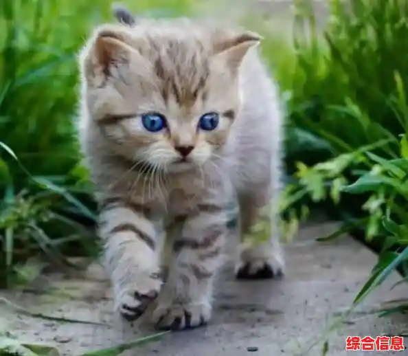 空手道猫咪(Karatecat)难道你不想体验这款刺激的猫咪格斗闯关游戏吗? 空手道猫咪(Karatecat)难道你不想体验这款刺激的猫咪格斗闯关游戏吗?