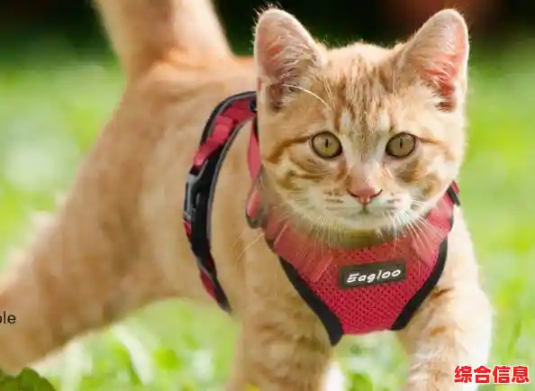 空手道猫咪(Karatecat)难道你不想体验这款刺激的猫咪格斗闯关游戏吗? 空手道猫咪(Karatecat)难道你不想体验这款刺激的猫咪格斗闯关游戏吗?