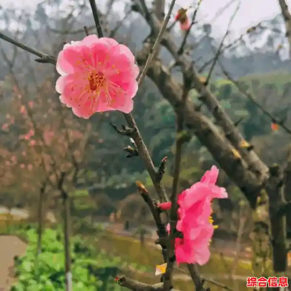 自己动手重装Windows 11系统:详细教学助你顺利完成系统重装 自己动手重装Windows 11系统:详细教学助你顺利完成系统重装