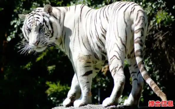 谁能逃出这个危机四伏的动物园？畸形动物园手机版》你敢玩吗？