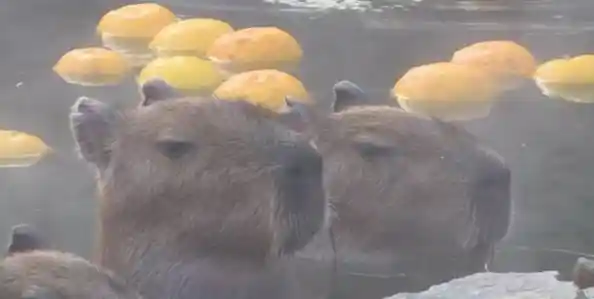 给可爱水豚喂食洗澡的日常,你确定不试试《水豚先生》 给可爱水豚喂食洗澡的日常,你确定不试试《水豚先生》