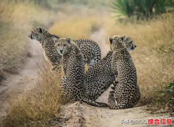 猎豹WiFi下载，高效网络加速助手保障流畅上网不中断