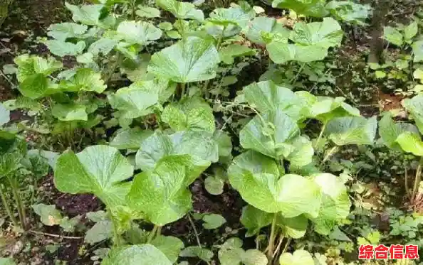 如何成为一名寿司大师?放置寿司店原版让你梦想成真! 如何成为一名寿司大师?放置寿司店原版让你梦想成真!