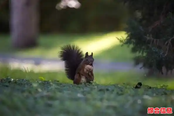 闲暇时光不知如何消磨?孤独的鸟儿免费版》难道不能带给你轻松快乐的体验吗? 闲暇时光不知如何消磨?孤独的鸟儿免费版》难道不能带给你轻松快乐的体验吗?