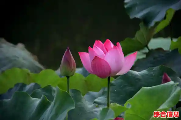 手机主题制作工具精选合集：打造个性化界面的必备应用大全