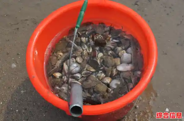 跟着小鱼学习安装电脑系统，快速上手操作指南与实用方法