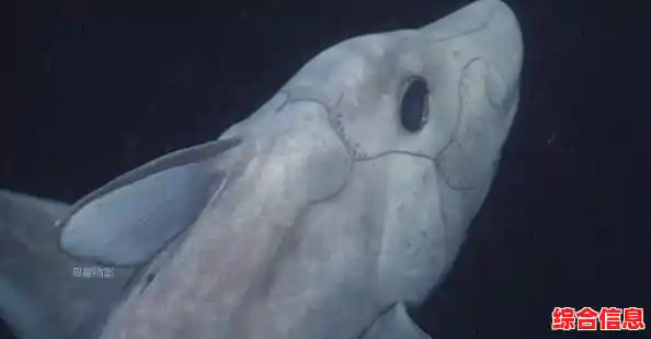 还在寻找休闲养成游戏?深海水族馆国际服》让你轻松交友不内卷! 还在寻找休闲养成游戏?深海水族馆国际服》让你轻松交友不内卷!