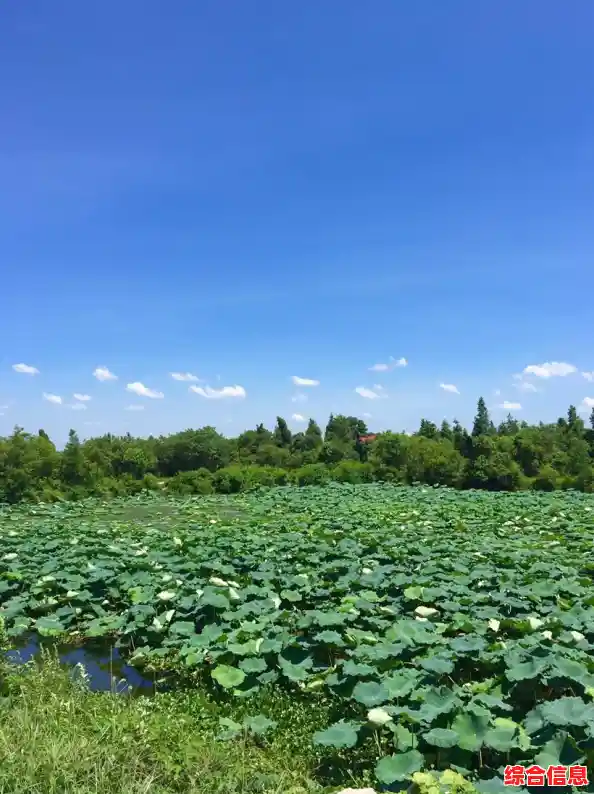 跟着小鱼学微信朋友圈发纯文字秘诀,轻松掌握不发图方法 跟着小鱼学微信朋友圈发纯文字秘诀,轻松掌握不发图方法