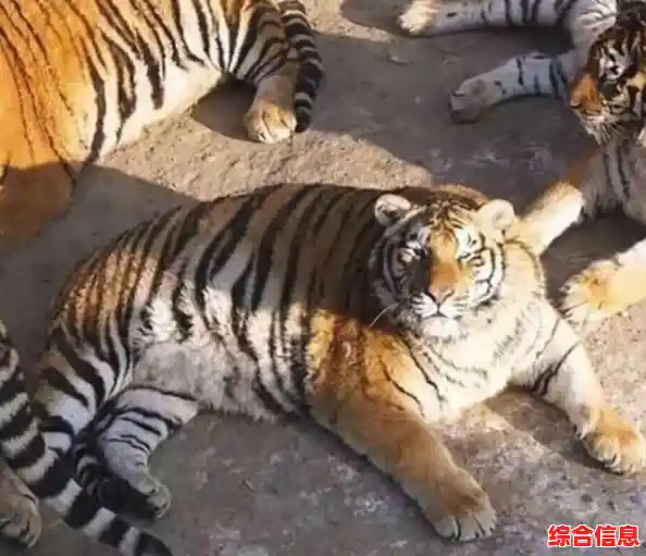 还在犹豫?空闲老虎模拟器》带你感受野性自由的猎食之旅! 还在犹豫?空闲老虎模拟器》带你感受野性自由的猎食之旅!