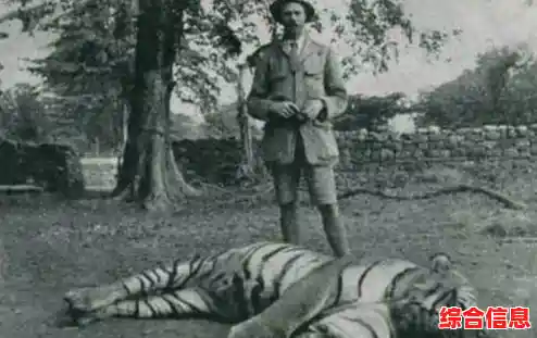 还在犹豫?空闲老虎模拟器》带你感受野性自由的猎食之旅! 还在犹豫?空闲老虎模拟器》带你感受野性自由的猎食之旅!