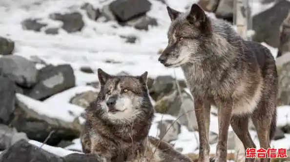 渴望体验策略与经营的双重乐趣?原野传说史前万年国际服》等你来征服史前世界! 渴望体验策略与经营的双重乐趣?原野传说史前万年国际服》等你来征服史前世界!