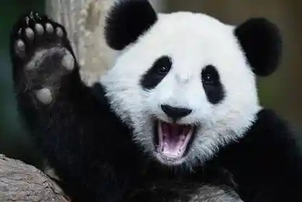 难道你还没体验过飞天熊猫机器人在城市中打击犯罪的快感吗? 难道你还没体验过飞天熊猫机器人在城市中打击犯罪的快感吗?