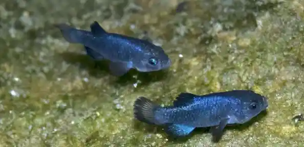 谁才是海洋霸主?大鱼吃小鱼双人版》等你来挑战! 谁才是海洋霸主?大鱼吃小鱼双人版》等你来挑战!