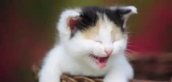 难道你不想体验《我的小猫贼好看》这款超治愈的猫咪拼图手游? 难道你不想体验《我的小猫贼好看》这款超治愈的猫咪拼图手游?