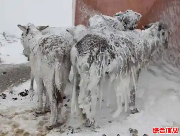 想体验冰冻世界的生存挑战？试试《植物大战僵尸冰雪版》吧！
